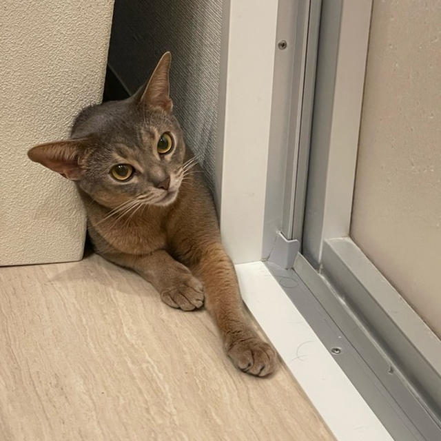 張り込み失敗坊　ぷっ