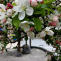 藤村の古井戸公園で姫りんごの花が咲いていました