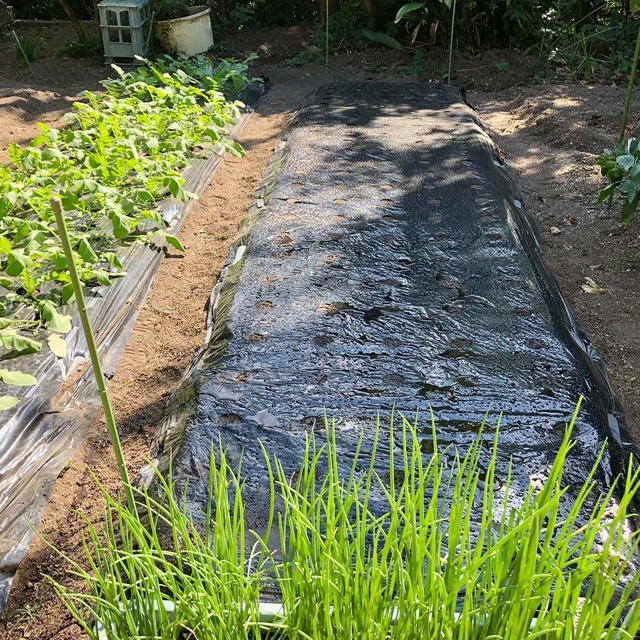 玉葱の植え付けしながら日光浴とビタミンD