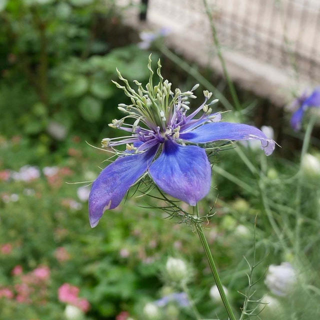 ニゲラ・アフリカンプライドの花2025#最近撮った写真は