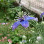 ニゲラ・アフリカンプライドの花2025#最近撮った写真は