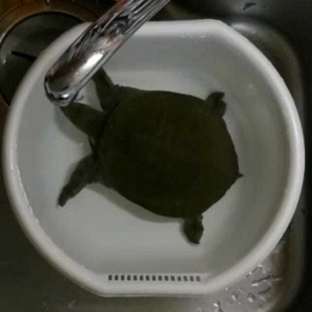 活きたすっぽんを捌く