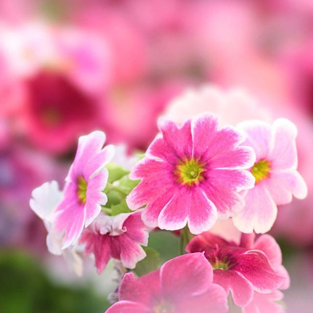 なばなの里　ベゴニアガーデンのお花達