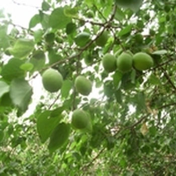 「杏子」（シンズー）