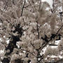 【楽天】桜が綺麗❤️コスパ抜群で人気のお茶