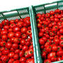 今日も一応、トマトの収穫日です！贅沢トマトは大量に収穫できてます！