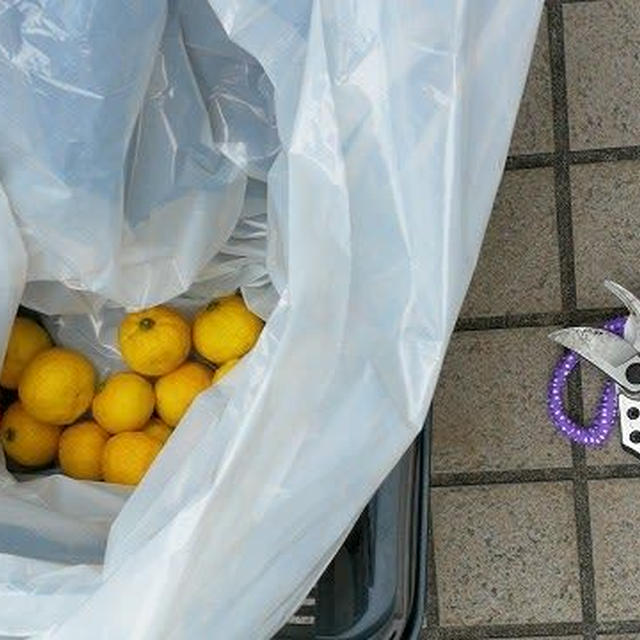花柚子の収穫　その2