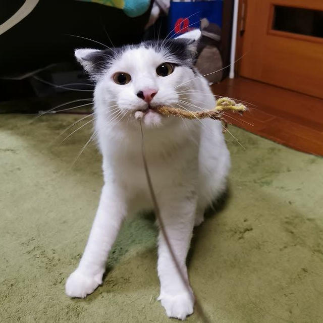 ボクは離しませんよ