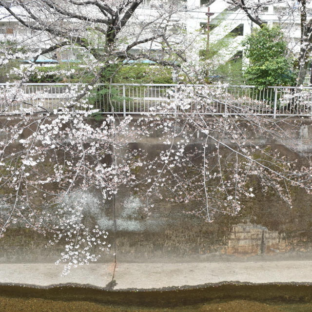 21年 石神井公園初桜 By Shukaさん レシピブログ 料理ブログのレシピ満載