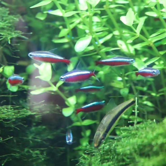 新潟県立植物園のの熱帯魚