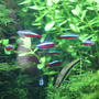 新潟県立植物園のの熱帯魚