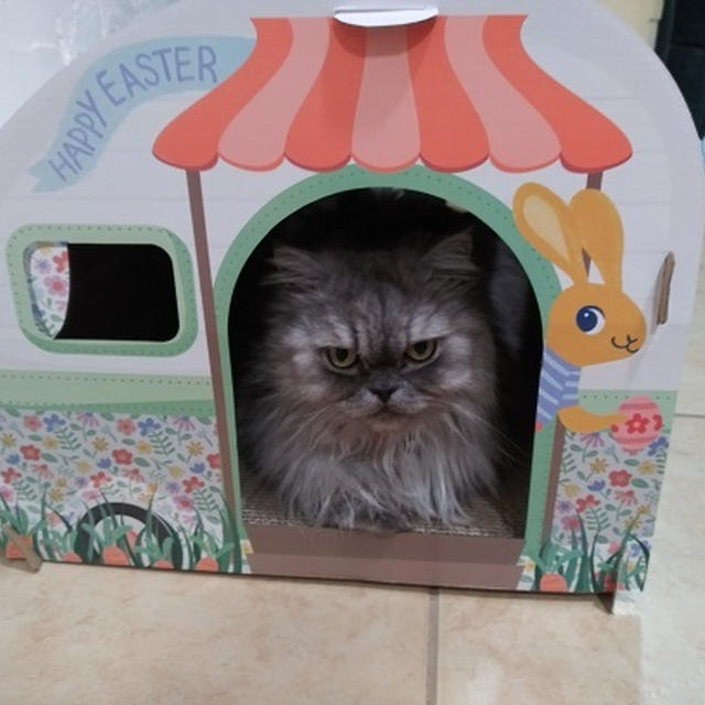 イースターに向けて、愛猫にご褒美♡(=^・^=)♪