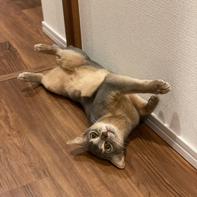 床に猫が落ちてる季節ですね