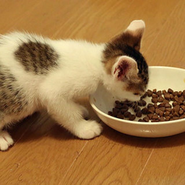 チビ猫「ミー」のウイルス検査に行ってきました