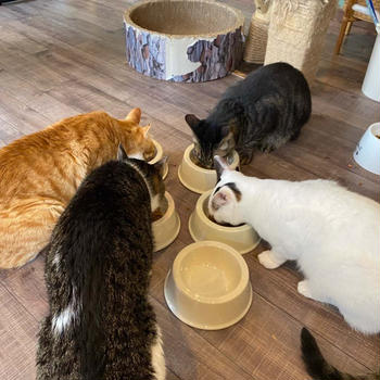 猫カフェ
