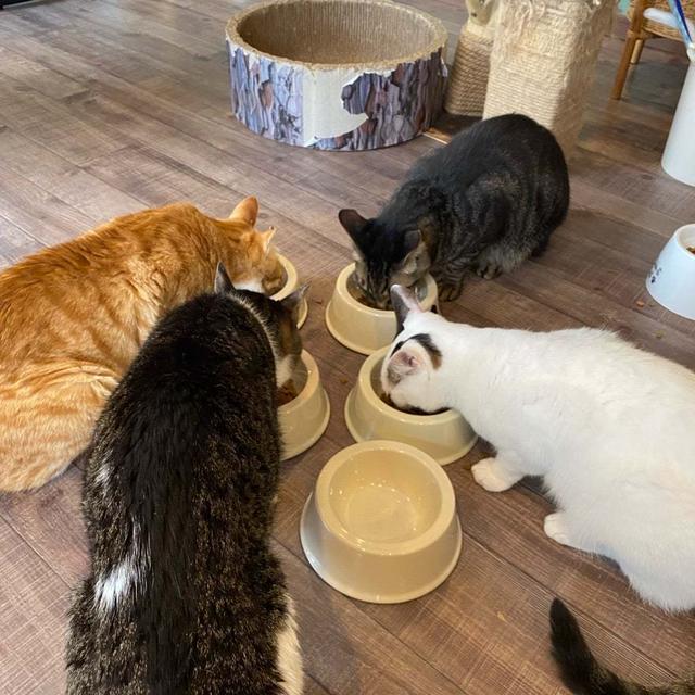 猫カフェ
