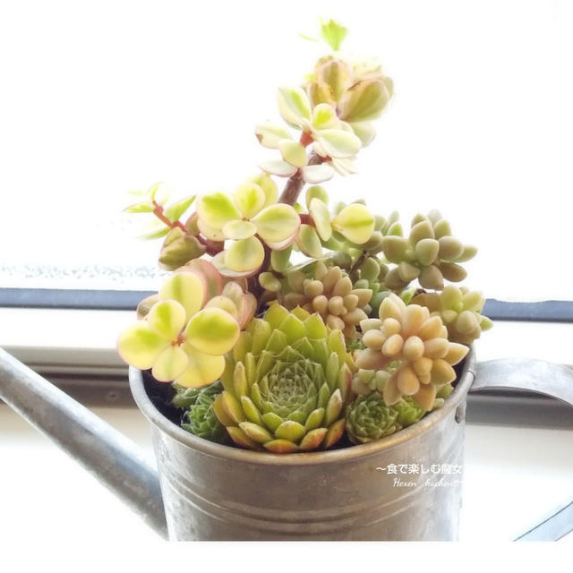 初トライ中。多肉植物の寄せ植え。