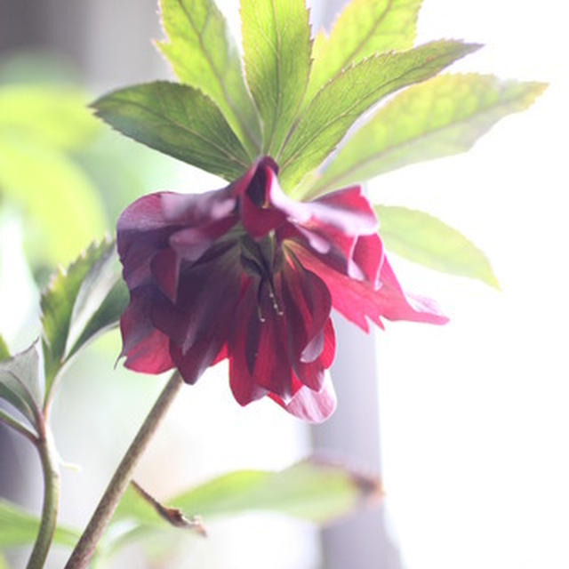 ベランダは花盛り