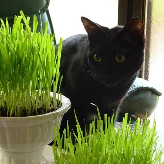 猫草大好き・・・にゃんず用サラダバー♪