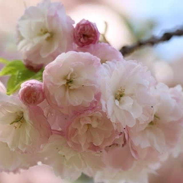 新発田市桜公園の桜　平成最後３１年４月２８日