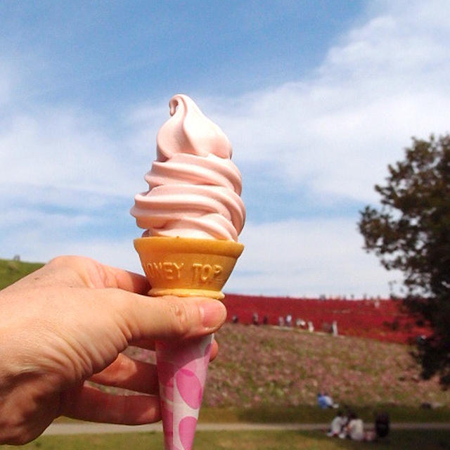 みはらしの丘でコキアソフトクリームを食べる幸せ | 国営ひたち海浜公園