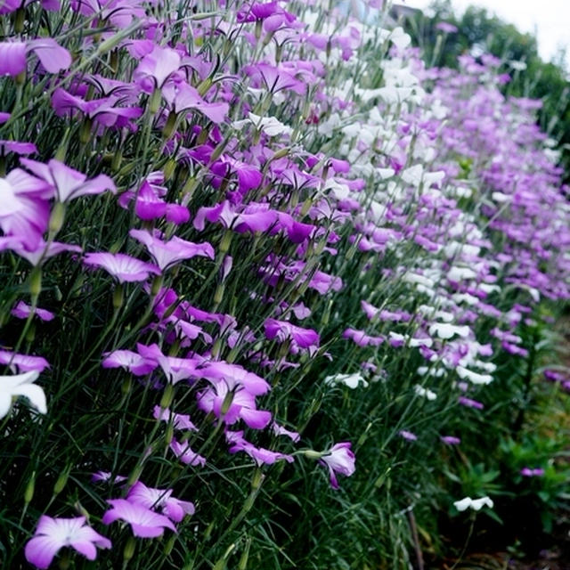 趣味の園芸【②Myファームの花達2015.５月～６月初旬迄に咲いた花】です♪