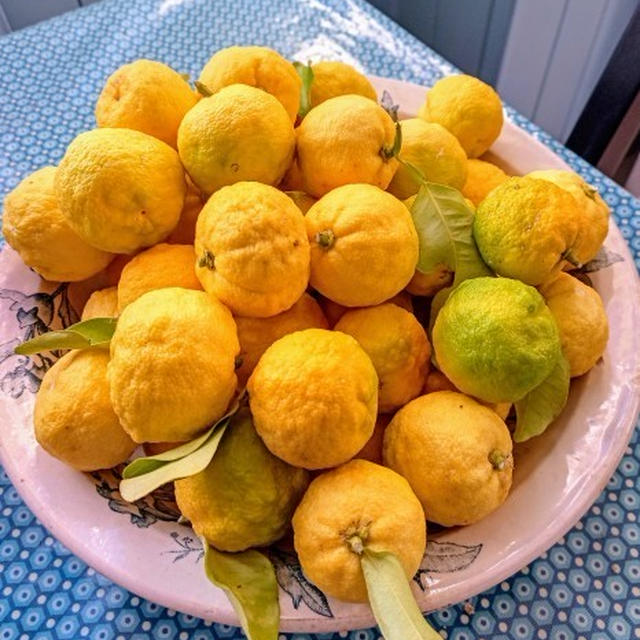 ついに庭の柚子 収穫!! 柚子味噌と柚子ジャムを作ってみた