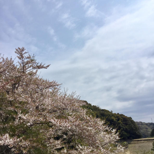 雨の近づく中で山桜を満喫、三ヶ根山