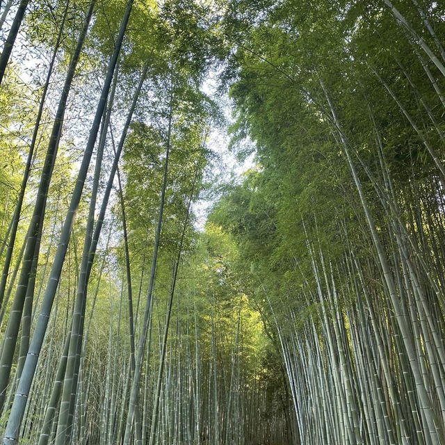 日本滞在記（１２）京都・嵐山 竹林の小径・御髪神社・野宮神社・よーじやカフェ