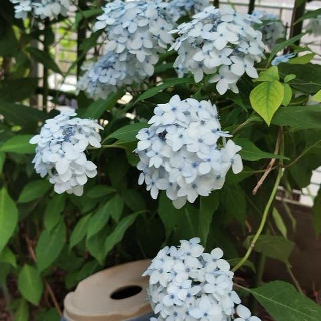 南の庭の紫陽花、ガクアジサイなど