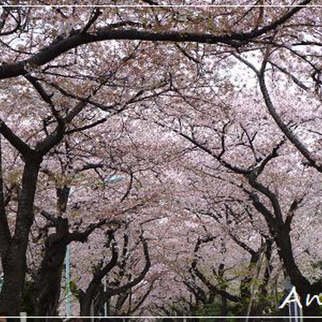 ☆お花見パーティ☆
