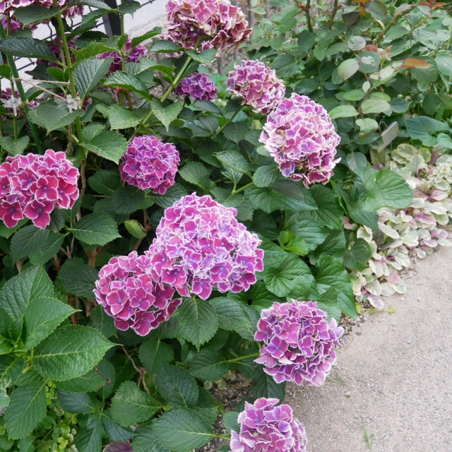 お気に入り紫陽花の花