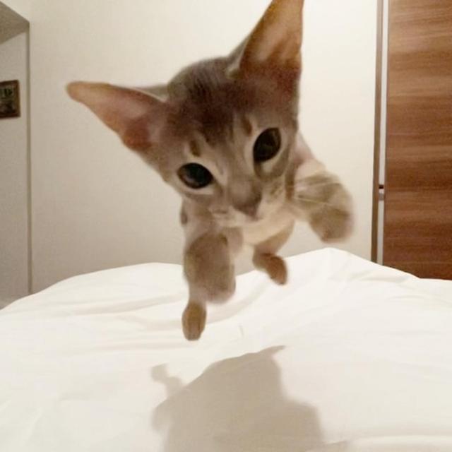 『わかさま弾』迫ってくるスローモーション動画が可愛すぎた(*´ω`*)