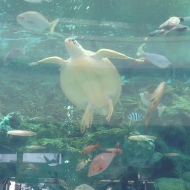 奄美大島の旅④　奄美海洋展示館　大島紬村