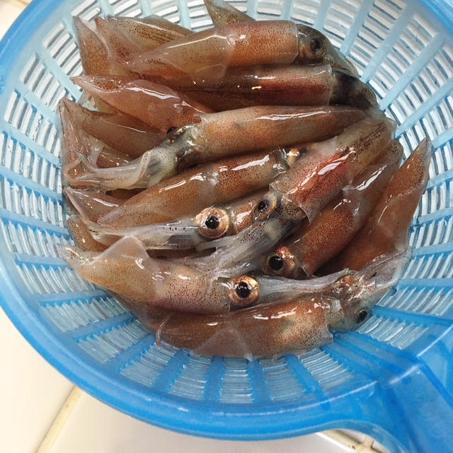 3連休最終日！ホタルイカを食べまくる。