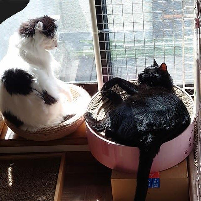 目上に譲る