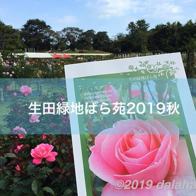 生田緑地「ばら苑」2019年秋 秋晴れのオープンエアの癒し空間を満喫する