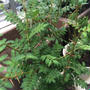 日本のハーブ　木の芽（山椒の若葉）を使ってみました。