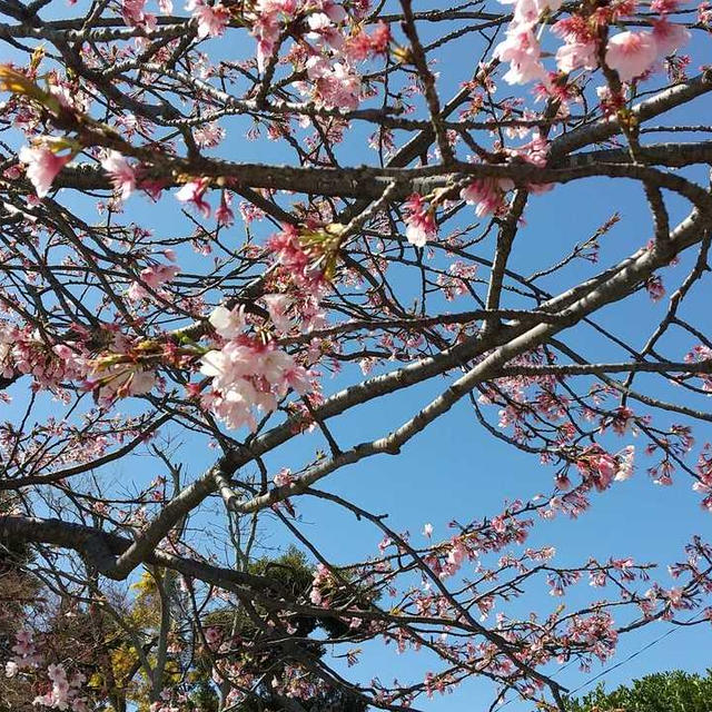 桜が咲きました。