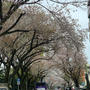 桜とお散歩