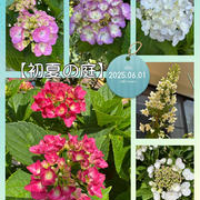【初夏の庭】梅雨入り前に紫陽花の開花