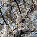 桜が満開です　　100皿シチュー　5皿目　カリフラワーとレンズ豆のグリーンシチュー