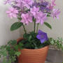 紫陽花