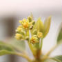 アボカドの開花と人工授粉に挑戦！