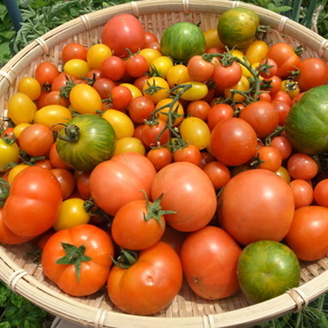 トマトの育て方☆植え付けと支柱