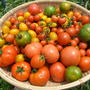 トマトの育て方☆植え付けと支柱