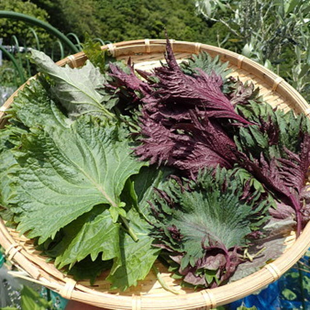 シソの育て方☆摘芯のタイミング