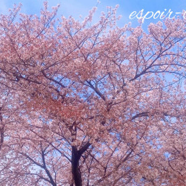 桜とラム肉