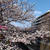 お花見　2023　　目黒川