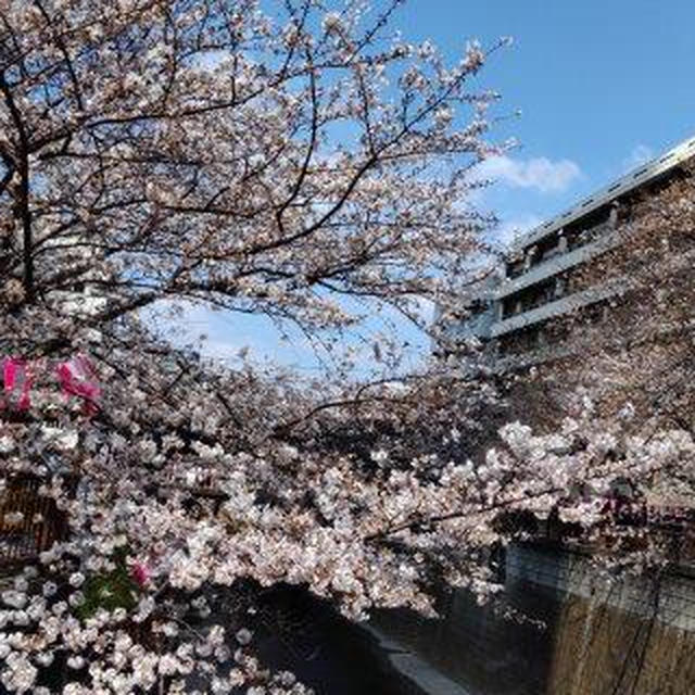 お花見　2023　　目黒川